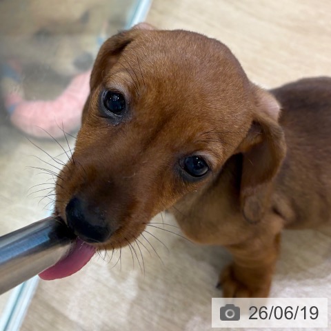 ミニチュア・ダックスフンドの写真