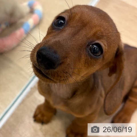 ミニチュア・ダックスフンドの写真