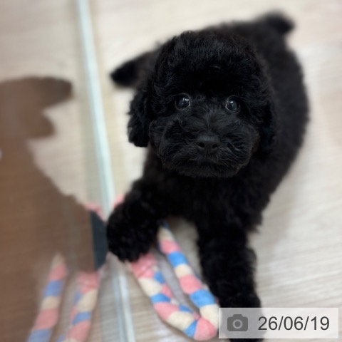 トイ・プードルの写真