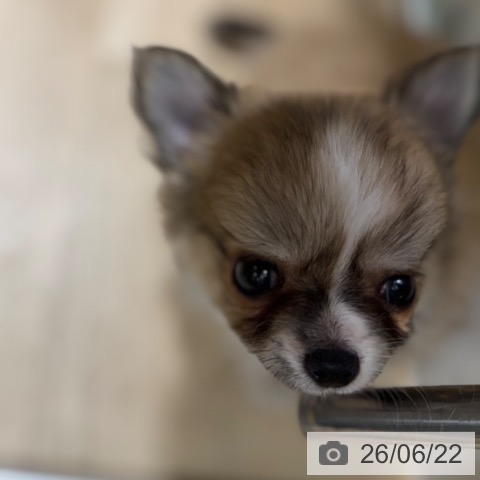 チワワの写真