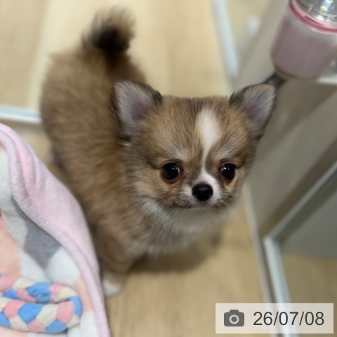 チワワの写真