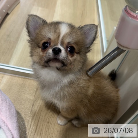 チワワの写真