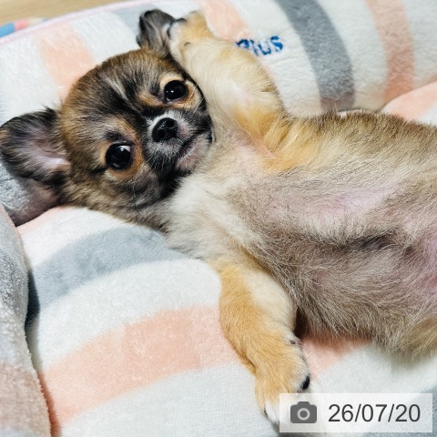 チワワの写真