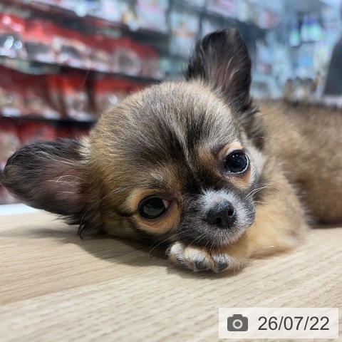 チワワの写真