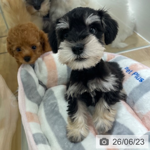 兵庫県のミニチュアシュナウザー (ペットプラス 神戸三宮店/2026年4月18日生まれ/男の子/ブラックシルバー)の子犬の4枚目の画像