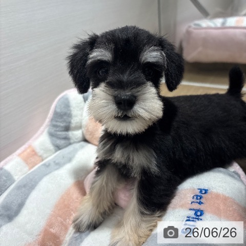 兵庫県のミニチュアシュナウザー (ペットプラス 神戸三宮店/2026年4月18日生まれ/男の子/ブラックシルバー)の子犬の3枚目の画像