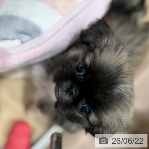 大阪府のペキニーズ (ペットプラス 四條畷店/2026年4月16日生まれ/女の子/フォーンホワイト)の子犬の3枚目の画像