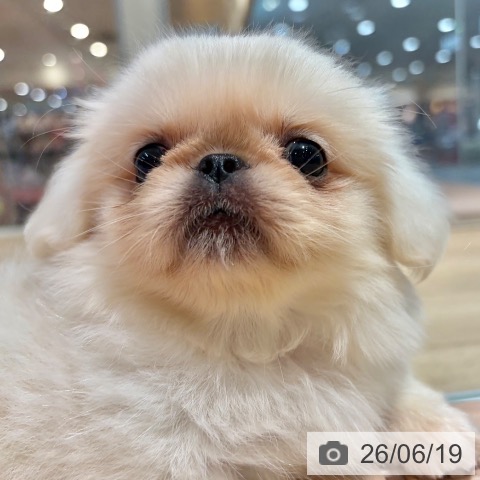 ペキニーズの写真
