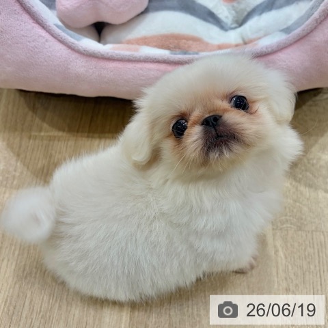 ペキニーズの写真