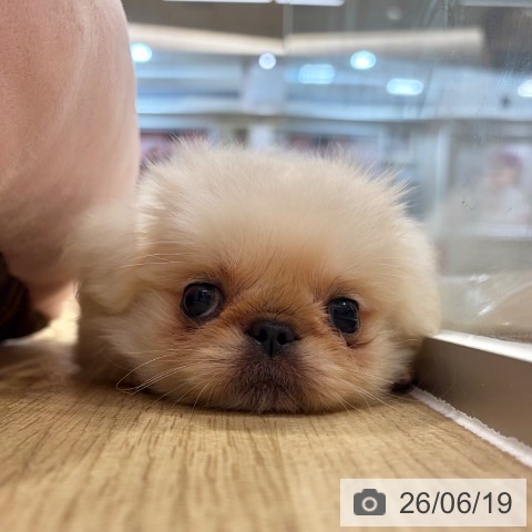 ペキニーズの写真
