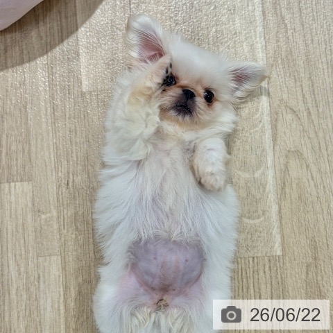 大阪府のペキニーズ (ペットプラス イオン大日店/2026年4月16日生まれ/女の子/クリーム)の子犬の3枚目の画像