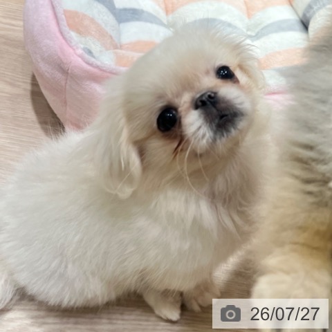 大阪府のペキニーズ (ペットプラス 堺鉄砲町店/2026年4月16日生まれ/女の子/クリーム)の子犬の3枚目の画像