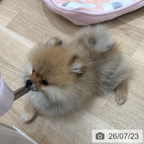 大阪府のポメラニアン (ペットプラス 堺鉄砲町店/2026年4月16日生まれ/女の子/オレンジ)の子犬の3枚目の画像