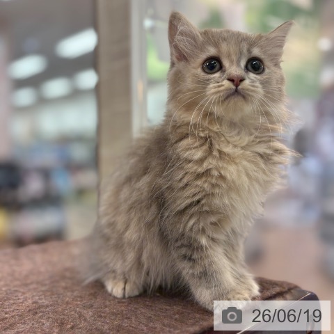 ラガマフィンの写真