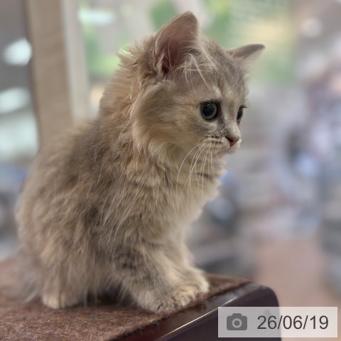ラガマフィンの写真