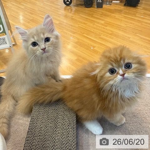京都府のラガマフィン (ペットプラス イオンモールKYOTO店/2026年4月17日生まれ/男の子/クリームタビー)の子猫の4枚目の画像