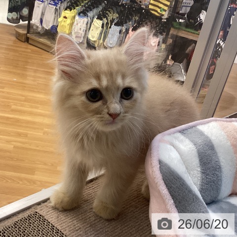 京都府のラガマフィン (ペットプラス イオンモールKYOTO店/2026年4月17日生まれ/男の子/クリームタビー)の子猫の3枚目の画像