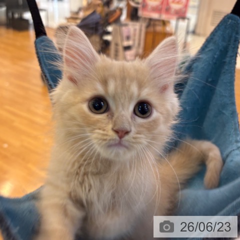 京都府のラガマフィン (ペットプラス イオンモールKYOTO店/2026年4月17日生まれ/男の子/クリームタビー)の子猫の3枚目の画像