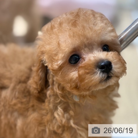 大阪府のトイプードル(トイ) (ペットプラス イオン大日店/2026年4月15日生まれ/男の子/レッドフォーン)の子犬の4枚目の画像