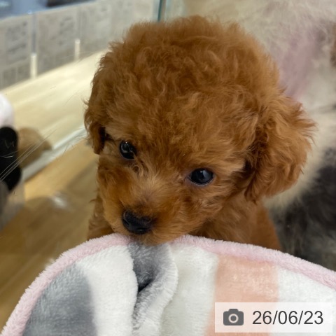 兵庫県のトイプードル(トイ) (ペットプラス 神戸三宮店/2026年4月15日生まれ/女の子/レッドフォーン)の子犬の3枚目の画像