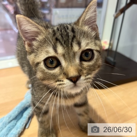 京都府のスコティッシュフォールド (ペットプラス 醍醐店/2026年4月1日生まれ/男の子/ブラウンマッカレルタビー)の子猫の4枚目の画像