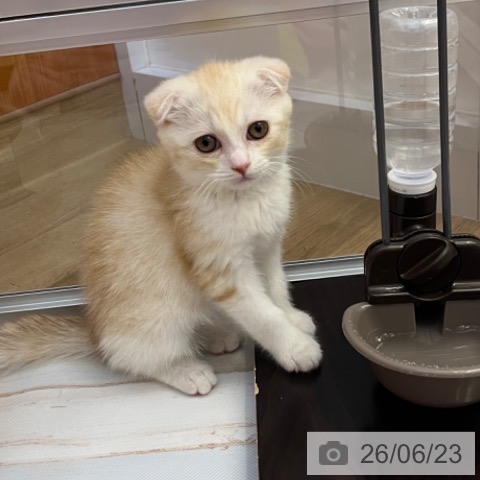 兵庫県のスコティッシュフォールド (ペットプラス 姫路大津店/2026年4月17日生まれ/男の子/クリームタビーホワイト)の子猫の4枚目の画像