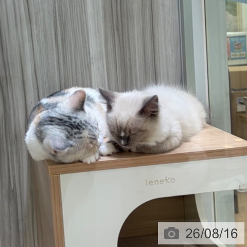 大阪府のスコティッシュフォールド (ペットプラス 堺北花田店/2026年4月17日生まれ/女の子/シルバーパッチドタビーホワイト)の子猫の4枚目の画像