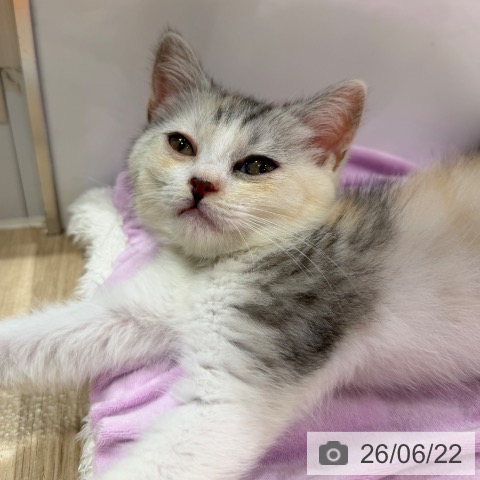 大阪府のスコティッシュフォールド (ペットプラス 四條畷店/2026年4月17日生まれ/女の子/シルバーパッチドタビーホワイト)の子猫の4枚目の画像