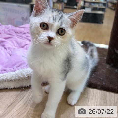 大阪府のスコティッシュフォールド (ペットプラス 堺北花田店/2026年4月17日生まれ/女の子/シルバーパッチドタビーホワイト)の子猫の3枚目の画像