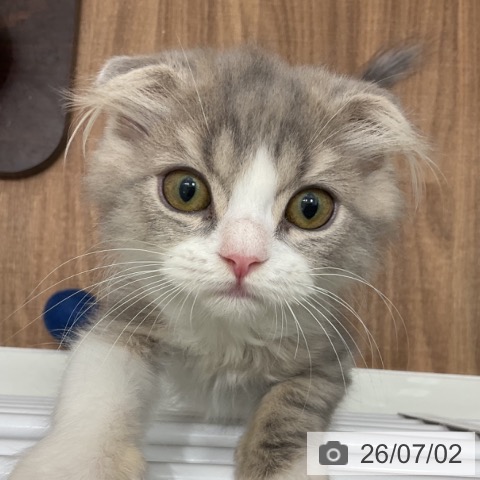 スコティッシュフォールドの写真
