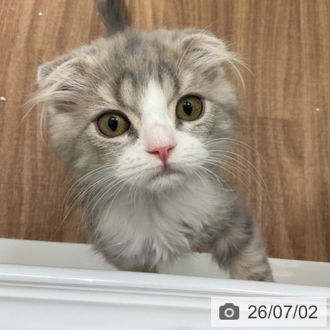 スコティッシュフォールドの写真