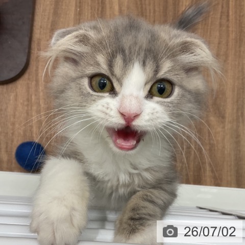 スコティッシュフォールドの写真