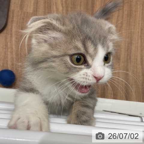 スコティッシュフォールドの写真