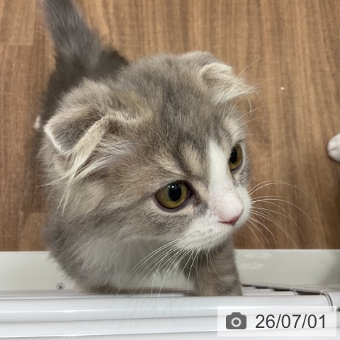 スコティッシュフォールドの写真