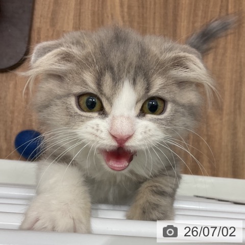 スコティッシュフォールドの写真