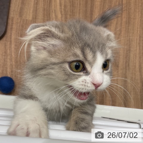 スコティッシュフォールドの写真