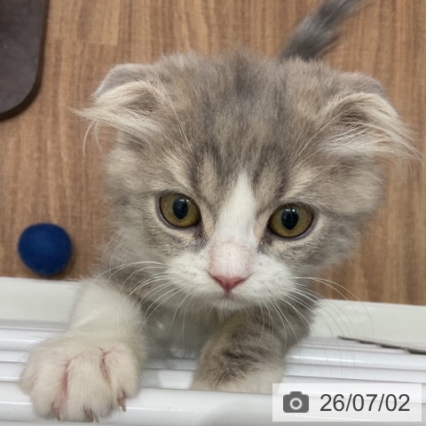 スコティッシュフォールドの写真