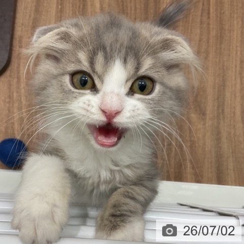 スコティッシュフォールドの写真