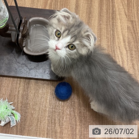 スコティッシュフォールドの写真