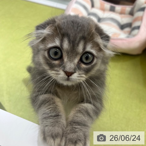 スコティッシュフォールドの写真