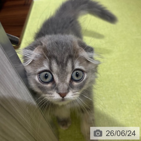 スコティッシュフォールドの写真
