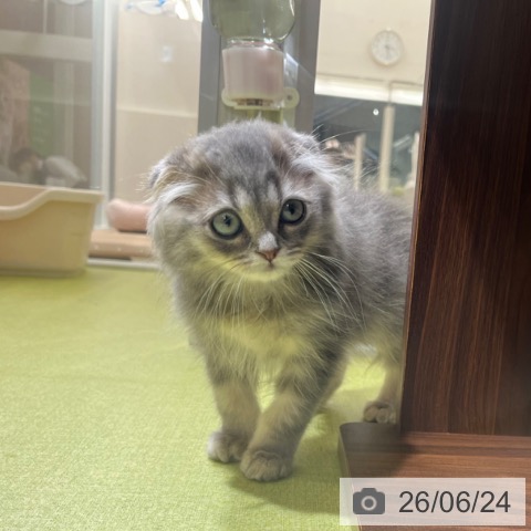 スコティッシュフォールドの写真