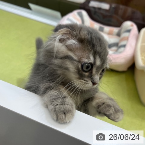 スコティッシュフォールドの写真