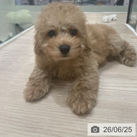 大阪府のトイプードル(トイ) (ペットプラス 大阪ドームシティ店/2026年4月19日生まれ/男の子/アプリコット)の子犬の4枚目の画像