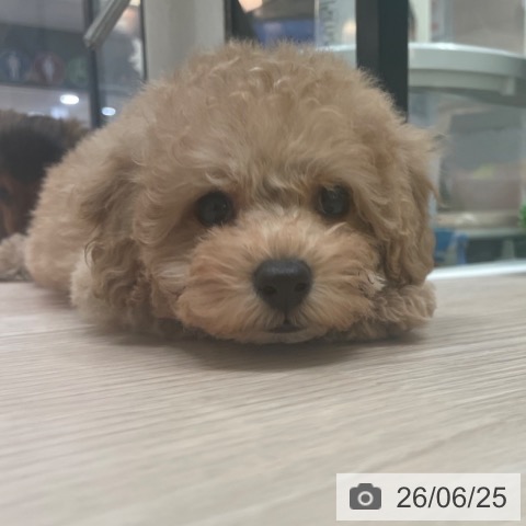 大阪府のトイプードル(トイ) (ペットプラス 大阪ドームシティ店/2026年4月19日生まれ/男の子/アプリコット)の子犬の3枚目の画像