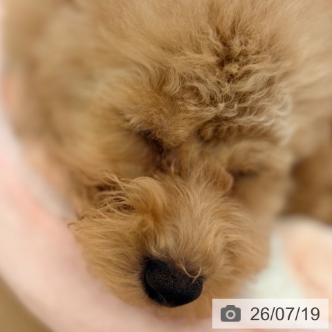 大阪府のトイプードル(トイ) (ペットプラス 大阪ドームシティ店/2026年4月19日生まれ/男の子/アプリコット)の子犬の3枚目の画像