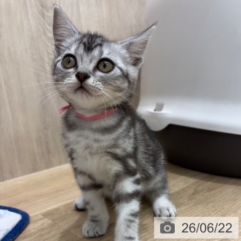 大阪府のアメリカンショートヘアー (ペットプラス イオン大日店/2026年4月10日生まれ/女の子/シルバータビー)の子猫の3枚目の画像