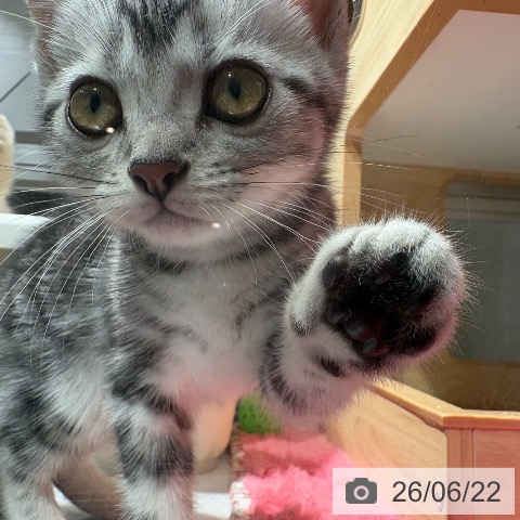 兵庫県のアメリカンショートヘアー (ペットプラス 神戸三宮店/2026年4月10日生まれ/男の子/シルバータビー)の子猫の3枚目の画像