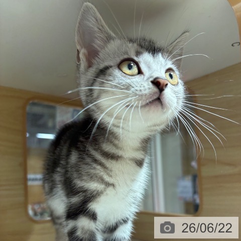 兵庫県のアメリカンショートヘアー (ペットプラス 神戸三宮店/2026年4月10日生まれ/男の子/シルバータビー)の子猫の4枚目の画像
