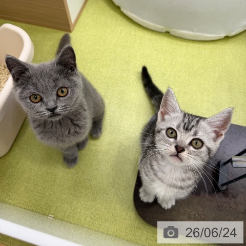 大阪府のアメリカンショートヘアー (ペットプラス ららぽーと和泉店/2026年4月10日生まれ/男の子/シルバータビー)の子猫の3枚目の画像